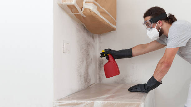 Professional Black Mold Remediation technician working in North Bend, OR