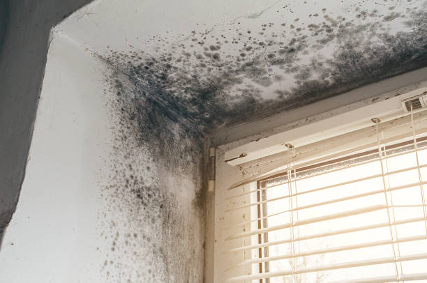 Affordable Black Mold Remediation solutions in North Bend, OR